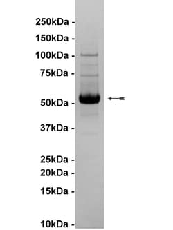 Eurofins DiscoverX JNK3/SAPK1b Protein, Active 10 &mu;g | Buy Online | Eurofins DiscoverX | Fisher Scientific